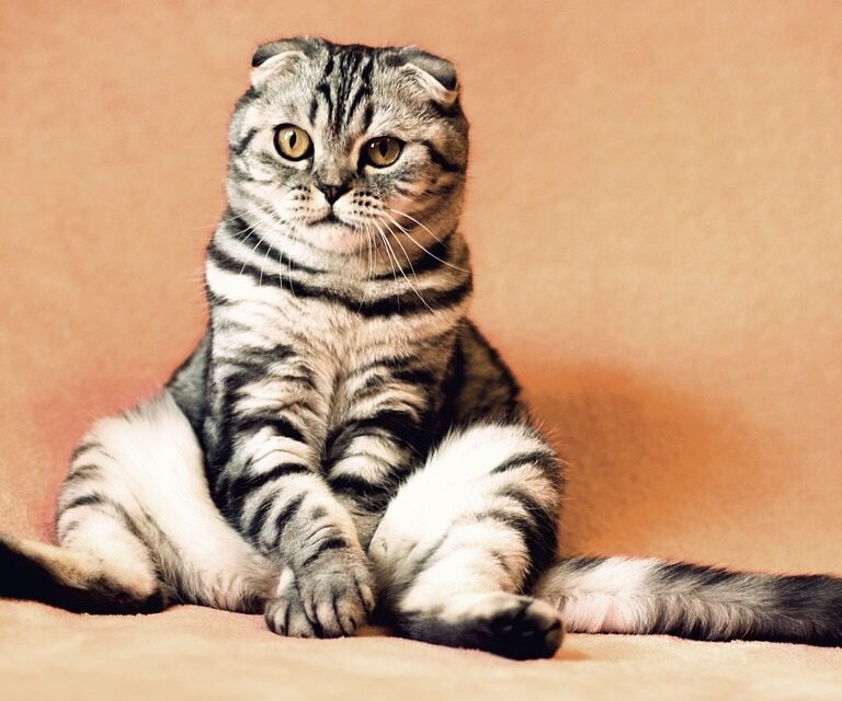 Vuelve a ser el día del gato, el animal que celebra esta fiesta tres veces al año