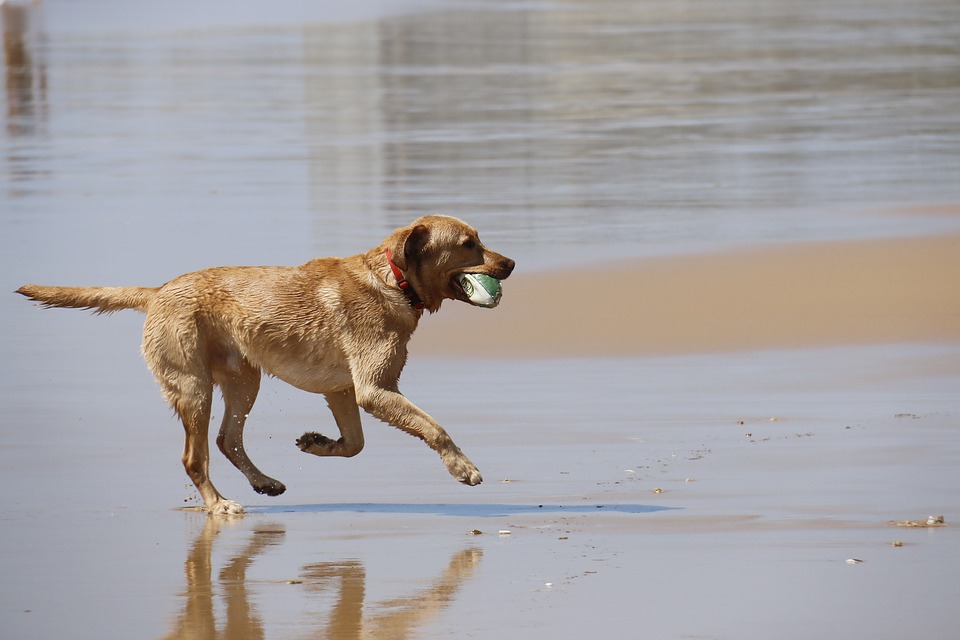 Investigan al presunto asesino del perro de un vecino de Asturias