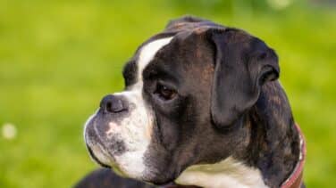 Detenida en San Sebastián por provocar que su perro mordiera a un técnico sanitario
