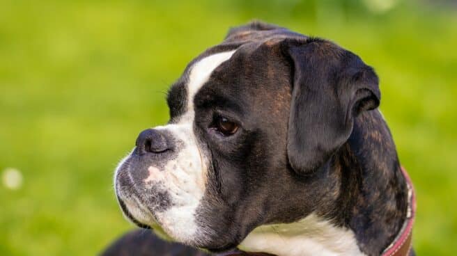 Imagen de archivo de un boxer