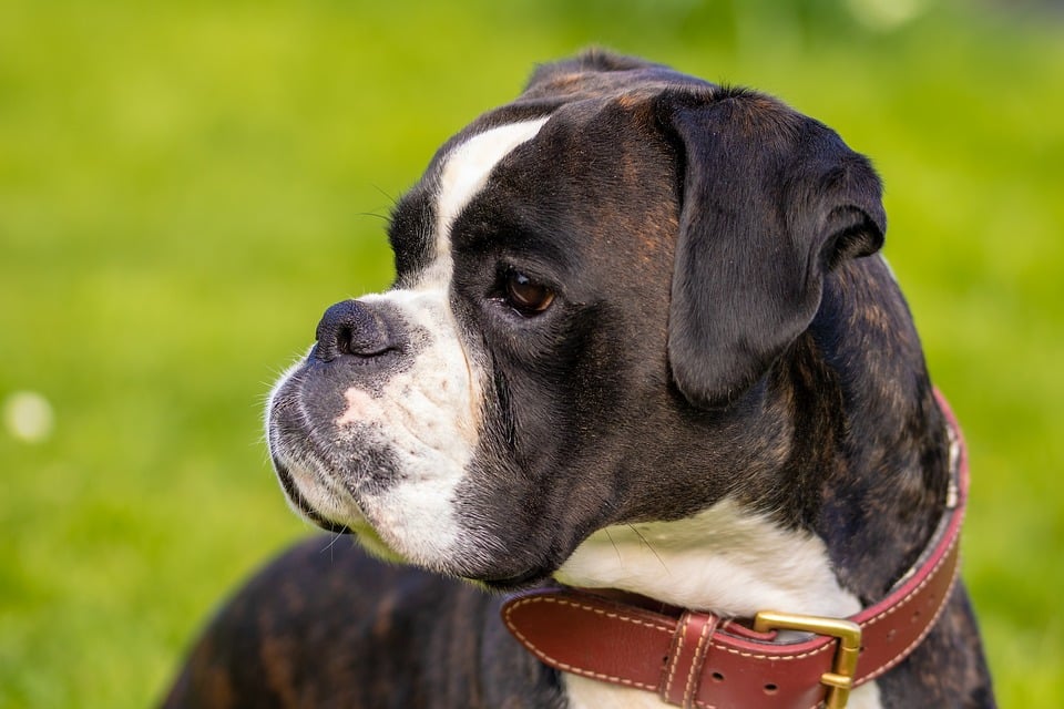 Imagen de archivo de un boxer