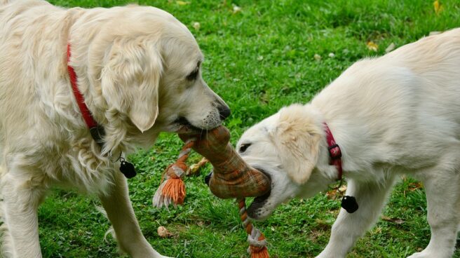 Perros jugando