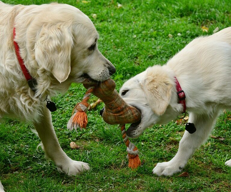 Condenados a seis meses sin tener mascota y a pagar 480 euros por maltratar a un perro