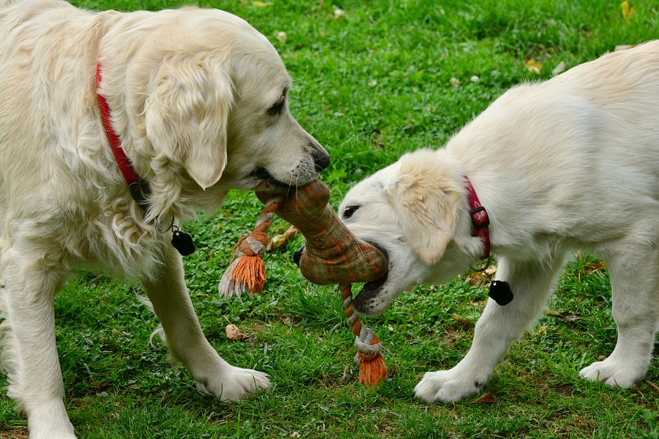 Perros jugando