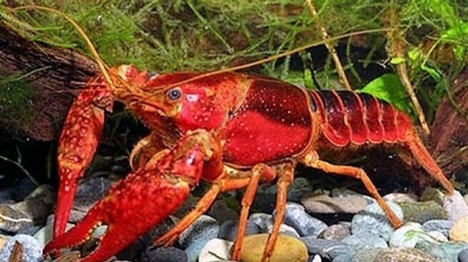 Intervienen en Palencia 549 kilos de cangrejo rojo vivo pescado en Portugal