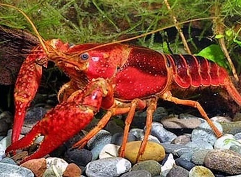 Intervienen en Palencia 549 kilos de cangrejo rojo vivo pescado en Portugal