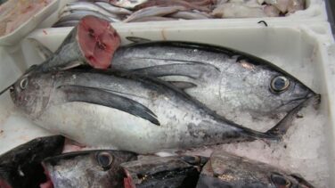 Interceptan a un hombre que llevaba 120 kg de bonito en un remolque para perros