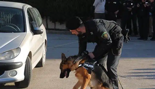 Una unidad canina localiza a un hombre con alzheimer desaparecido en Valencia