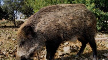 Ingresan en el hospital a un vecino de Ortigueira tras ser embestido por un jabalí