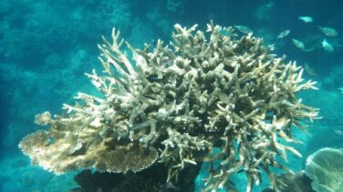 La Gran Barrera de Coral está en "muy malas" condiciones por el cambio climático