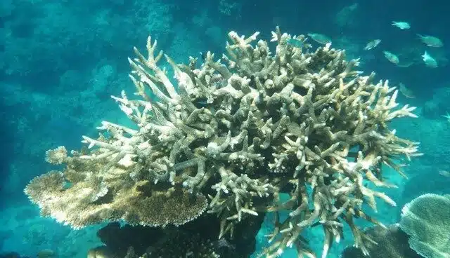 La Gran Barrera de Coral está en "muy malas" condiciones por el cambio climático