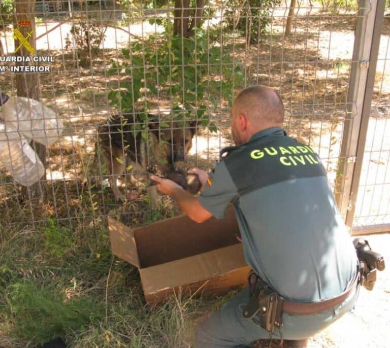 Agentes de la Guardia Civil rescatan a seis cachorros de pastor alemán enterrados vivos
