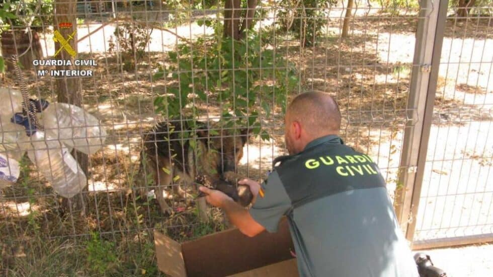 Agentes de la Guardia Civil rescatan a seis cachorros de pastor alemán enterrados vivos