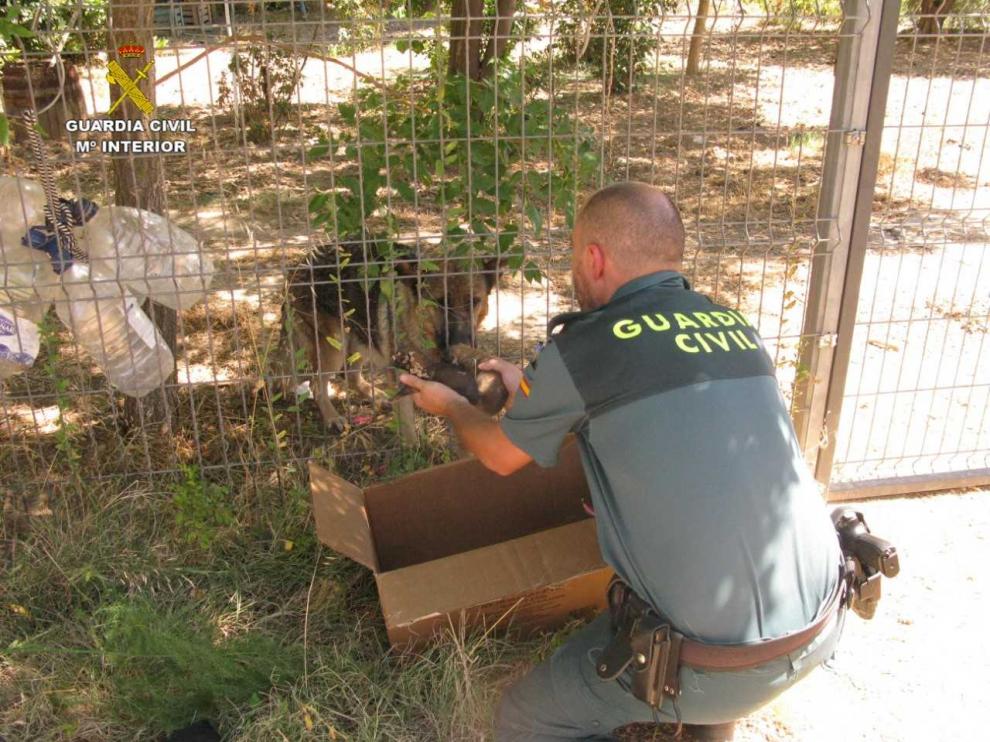 Agentes de la Guardia Civil rescatan a seis cachorros de pastor alemán enterrados vivos