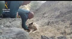 La Guardia Civil rescata a un perro exhausto en el incendio de Gran Canaria