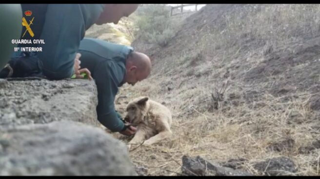 La Guardia Civil rescata a un perro exhausto en el incendio de Gran Canaria