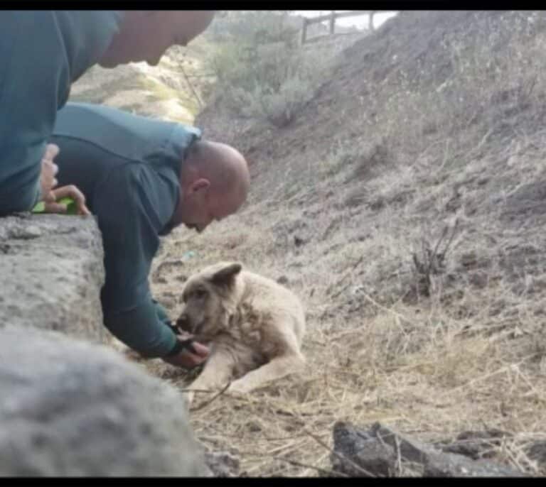 La Guardia Civil rescata a un perro exhausto en el incendio de Gran Canaria
