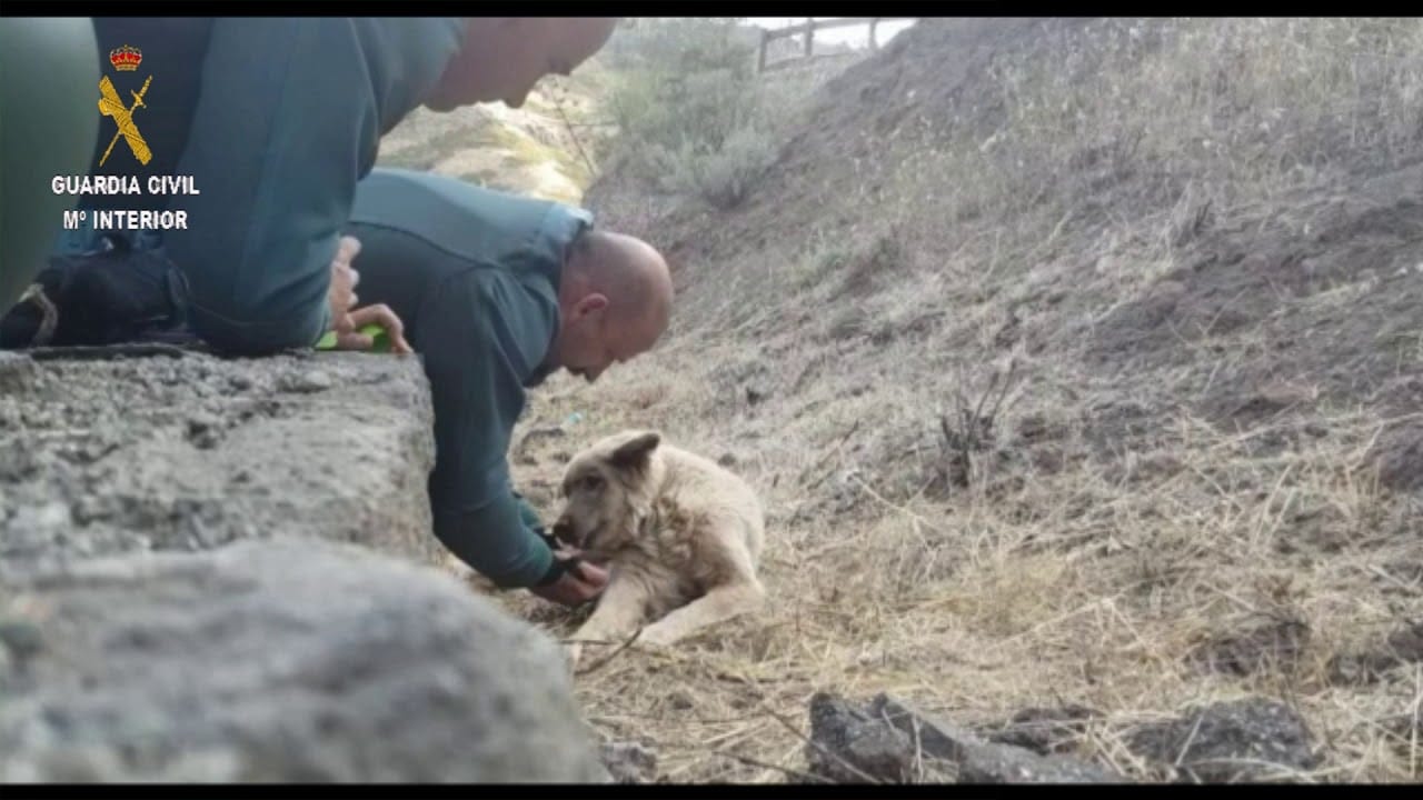 La Guardia Civil rescata a un perro exhausto en el incendio de Gran Canaria