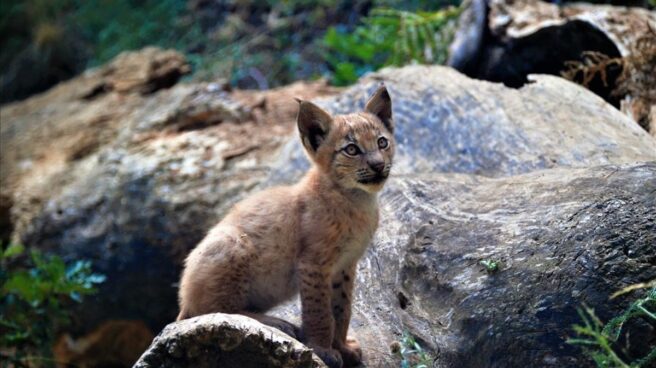 El cachorro, aún sin nombre, en el centro de conservación