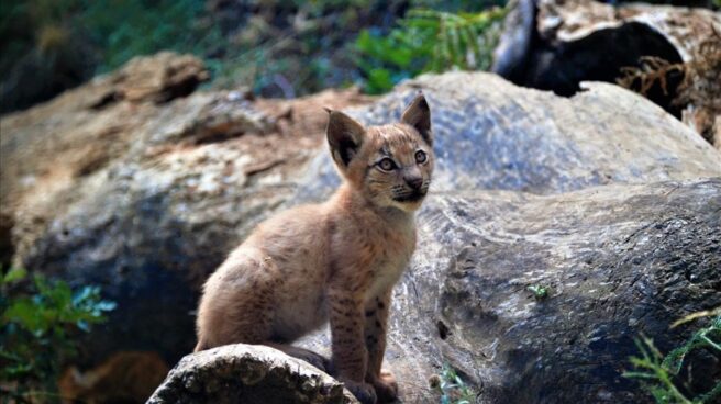 Nace el primer lince en el Pirineo desde hace más de un siglo