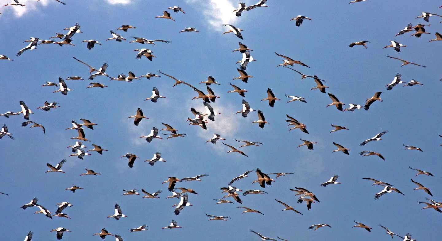 Cigüeñas durante su migración a su paso por el Estrecho