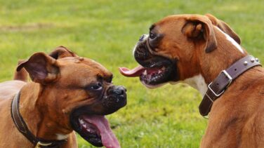 Deberes y derechos de las mascotas