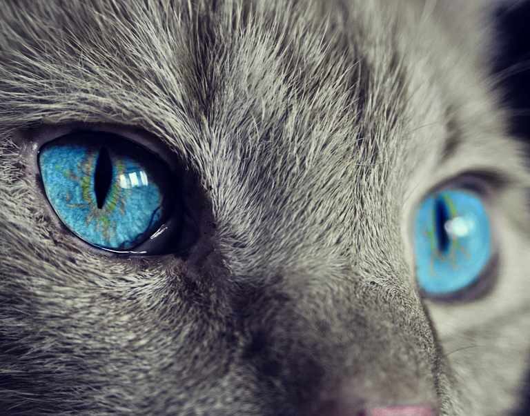 Pacma denuncia a unos menores que se grabaron en vídeo maltratando a un gato