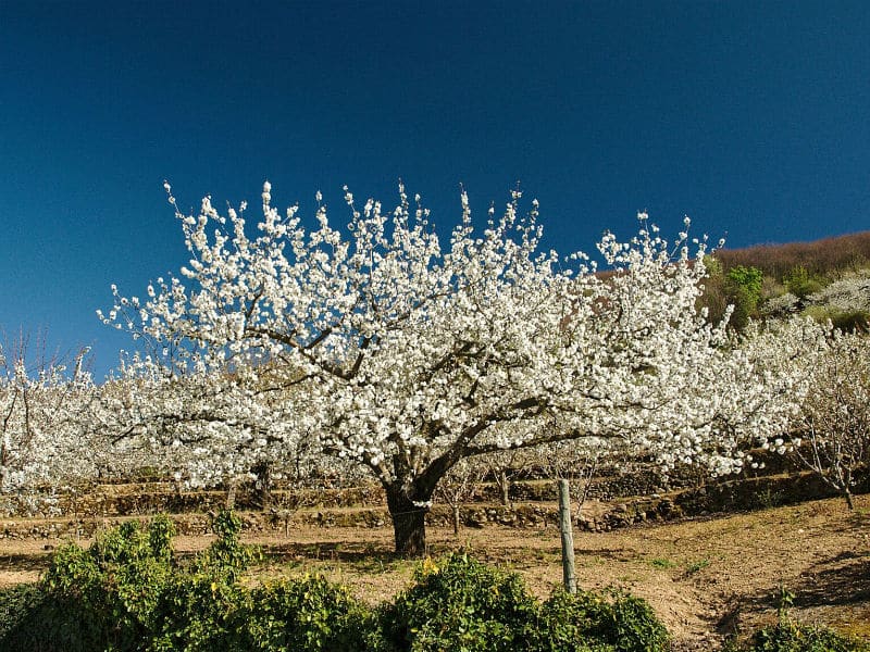 Valle del Jerte