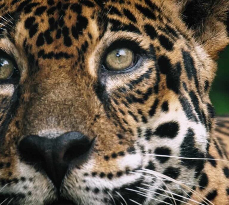 'Cazadores Salvajes', emulando a Félix Rodríguez de la Fuente en 4K