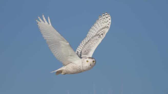 cropped-Snowy-Owl-by-Doug-Hitchcox-Macaulay-Library-at-Cornell-Lab-of-Ornithology-41544741.jpg