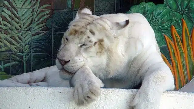 Un tigre blanco, la "mascota de lujo" de los propietarios de un chalet de Alicante