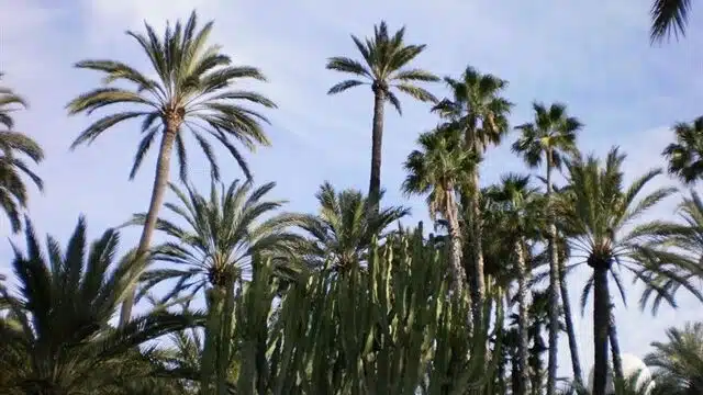 La gota fría se lleva por delante a 'La Centinela', la histórica palmera de Elche