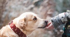 ¿Conocemos las responsabilidades que conlleva tener una mascota?