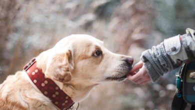 ¿Conocemos las responsabilidades que conlleva tener una mascota?