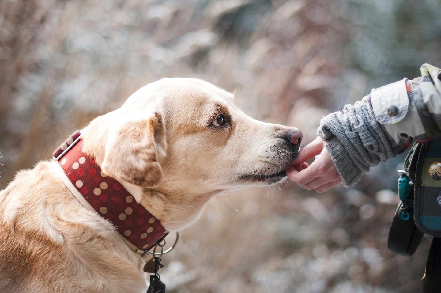 ¿Conocemos las responsabilidades que conlleva tener una mascota?