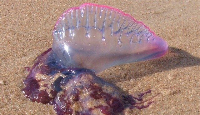 Cierran al baño tres playas en Chipiona por la presencia de carabela portuguesa