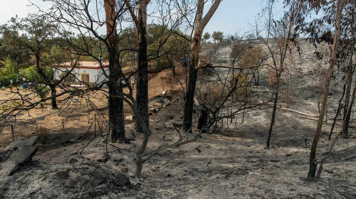 Paraje quemado en el incendio de El Ronquillo (Sevilla).