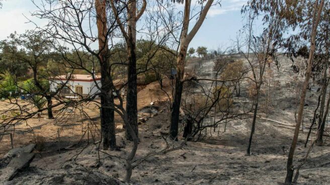 Paraje quemado en el incendio de El Ronquillo (Sevilla).