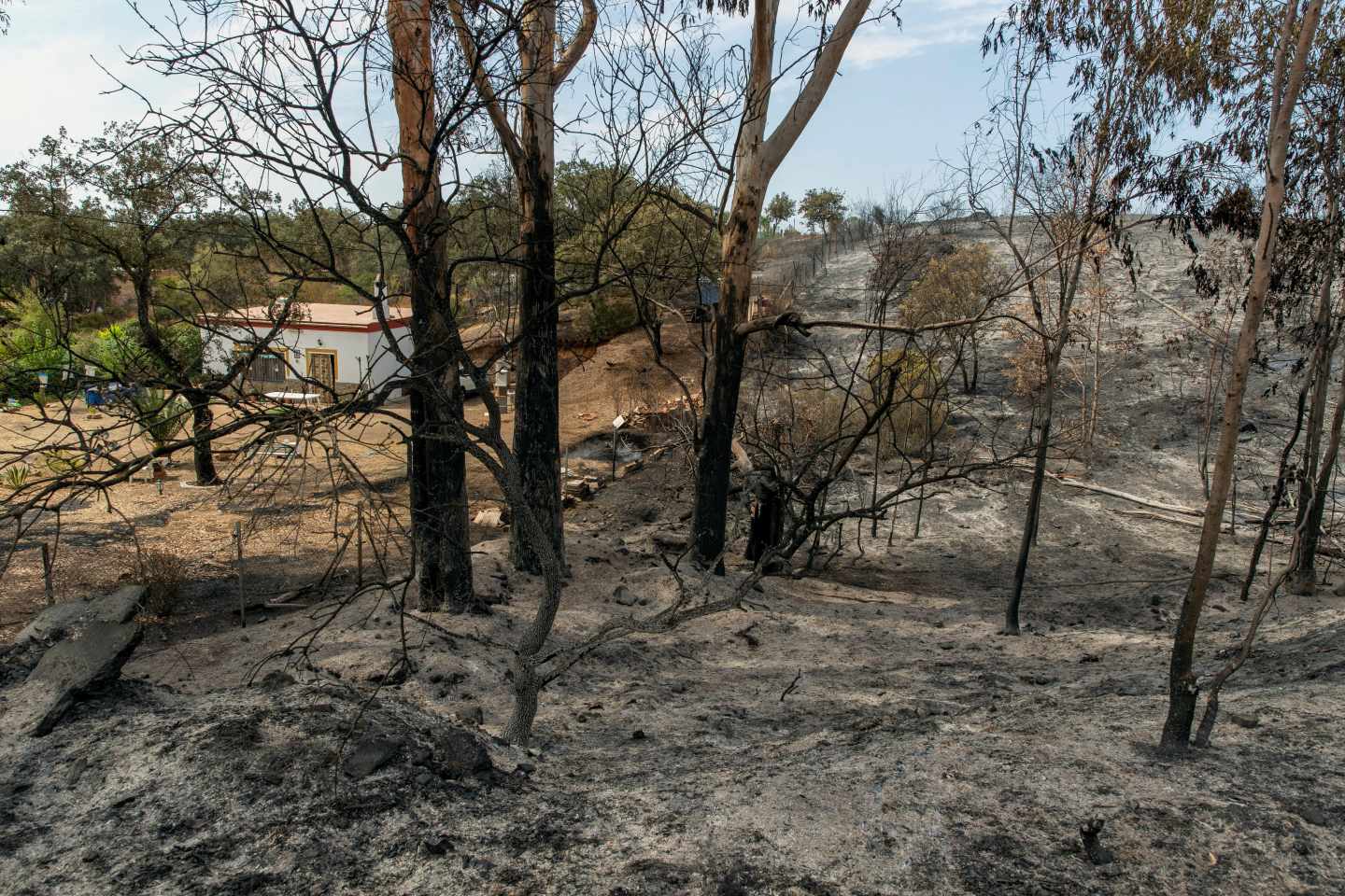 Paraje quemado en el incendio de El Ronquillo (Sevilla).