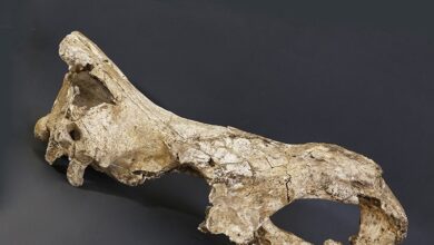 Extraen ADN de un rinoceronte de hace 1,7 millones de años