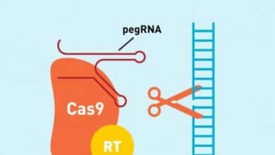 La endogamia causó la deformación facial de los Habsburgo