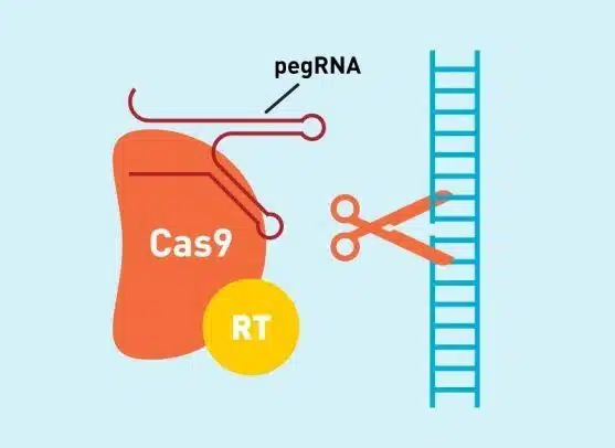 Endogamia, la razón detrás del mentón prominente de los Habsburgo