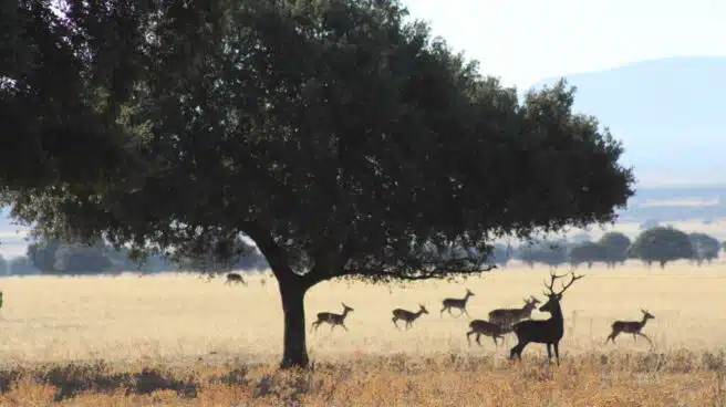 Cabañeros, el espectáculo natural del <em>Serengueti español</em>
