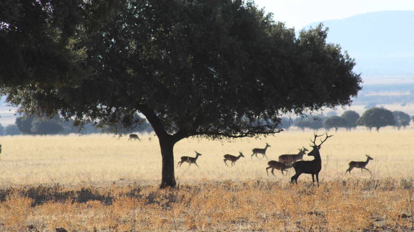 Cabañeros, el espectáculo natural del Serengueti español