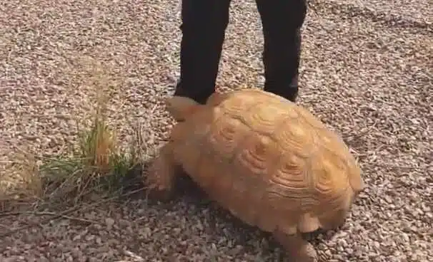 Una tortuga africana de 25 kilos se pasea por una rotonda de Ciudad Real