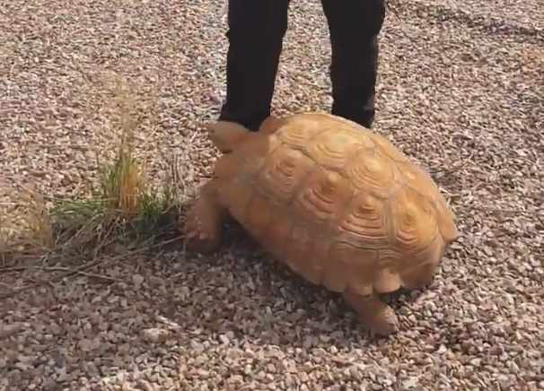 Una tortuga africana de 25 kilos se pasea por una rotonda de Ciudad Real