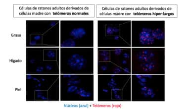 Crean ratones más longevos, inmunes al cáncer y la obesidad, sin manipular su ADN