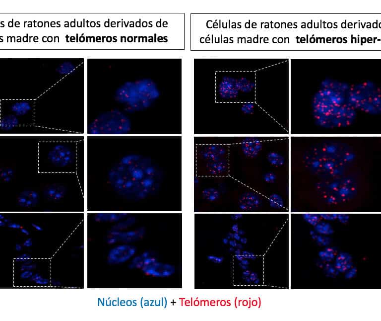 Crean ratones más longevos, inmunes al cáncer y la obesidad, sin manipular su ADN