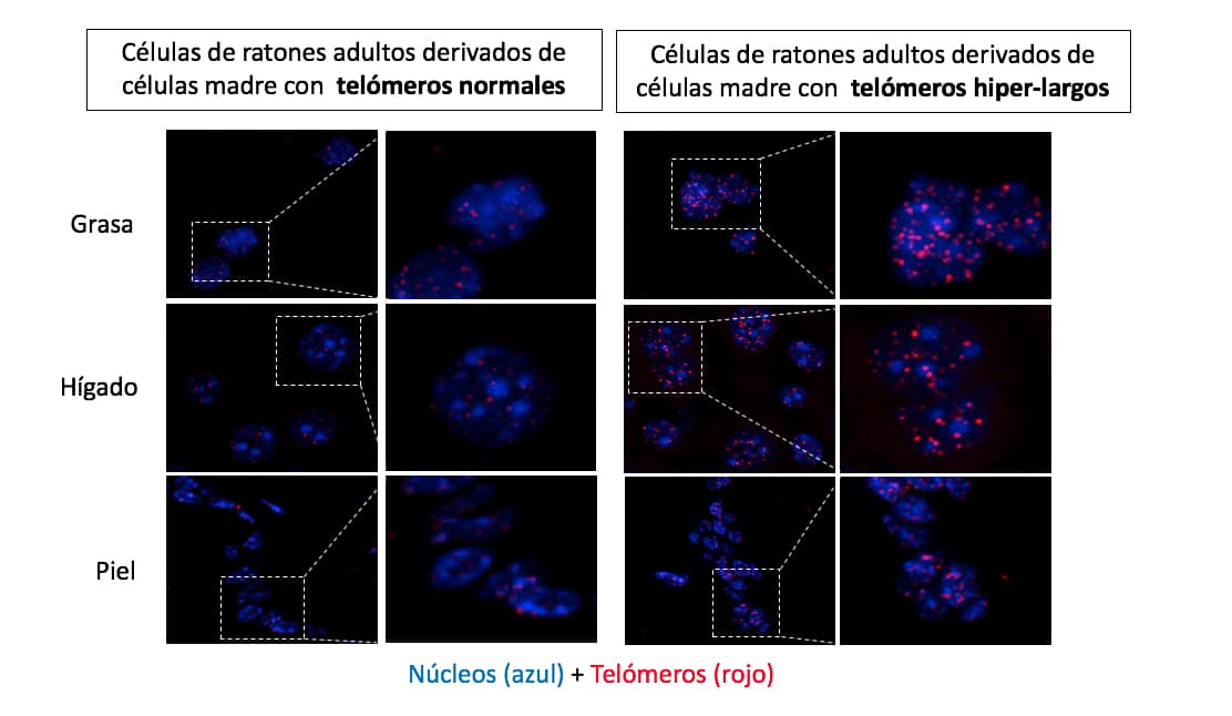 Crean ratones más longevos, inmunes al cáncer y la obesidad, sin manipular su ADN