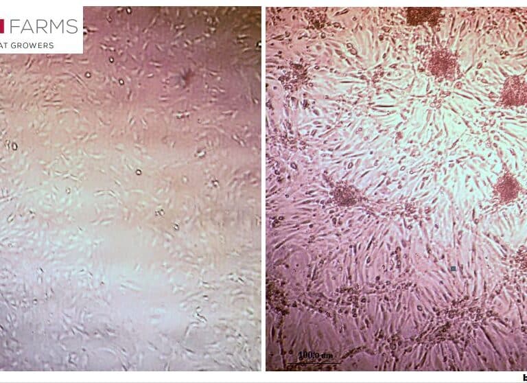 Consiguen producir carne cultivada en la Estación Espacial Internacional